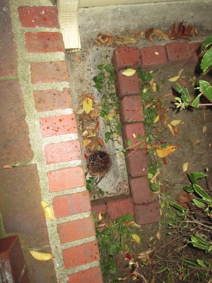 Top 10 tips for looking for water damage and mold in buildings - Clogged Drain